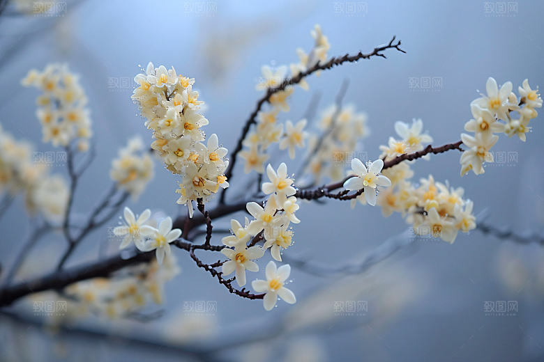桂花花卉四季桂摄影图