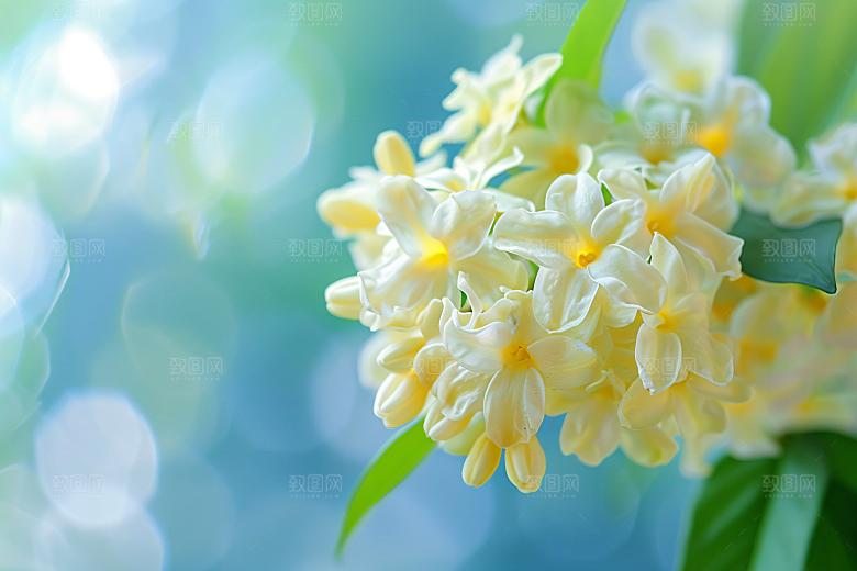 桂花花卉芳香摄影图