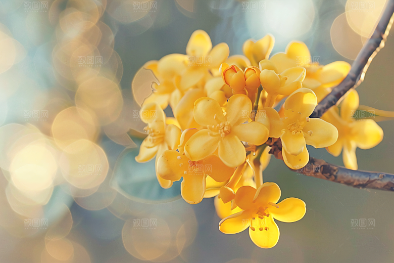 桂花花朵高清摄影图