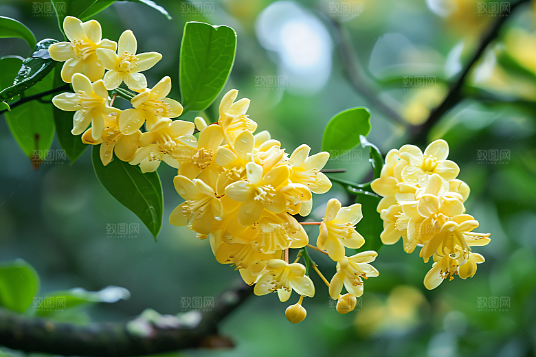 桂花秋季唯美摄影图