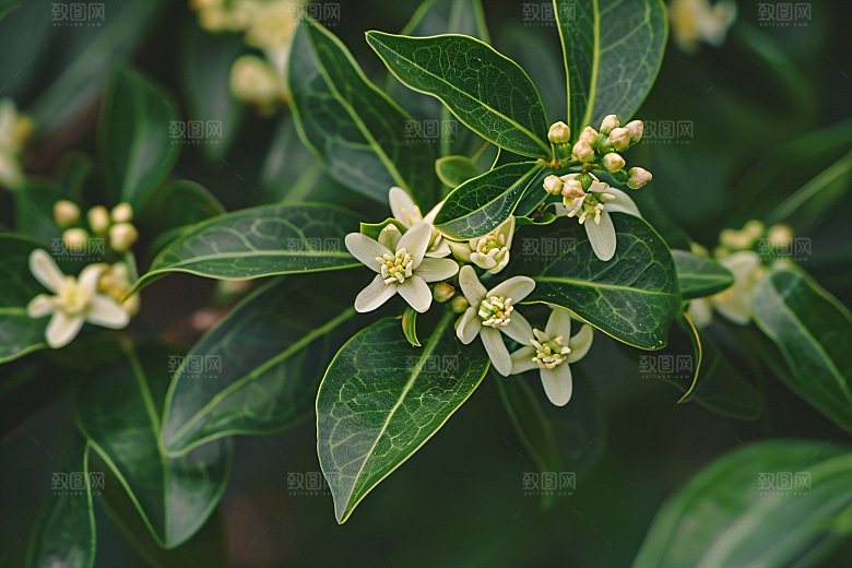 桂花花卉自然摄影图