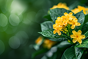 桂花四季桂花卉摄影图
