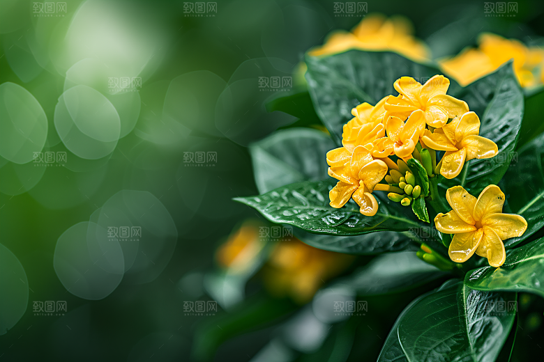 桂花四季桂花卉摄影图