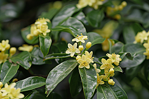 桂花芳香高清摄影图