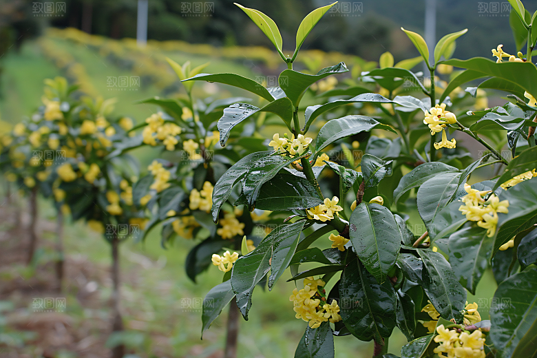 桂花芳香芬芳摄影图