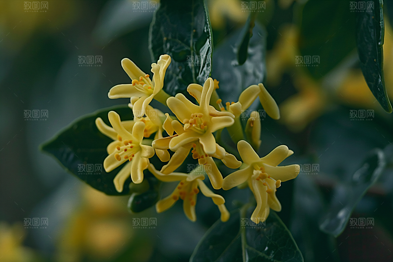 桂花花朵初秋摄影图