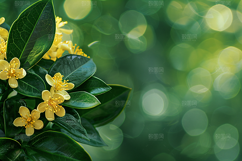 桂花金桂清新摄影图