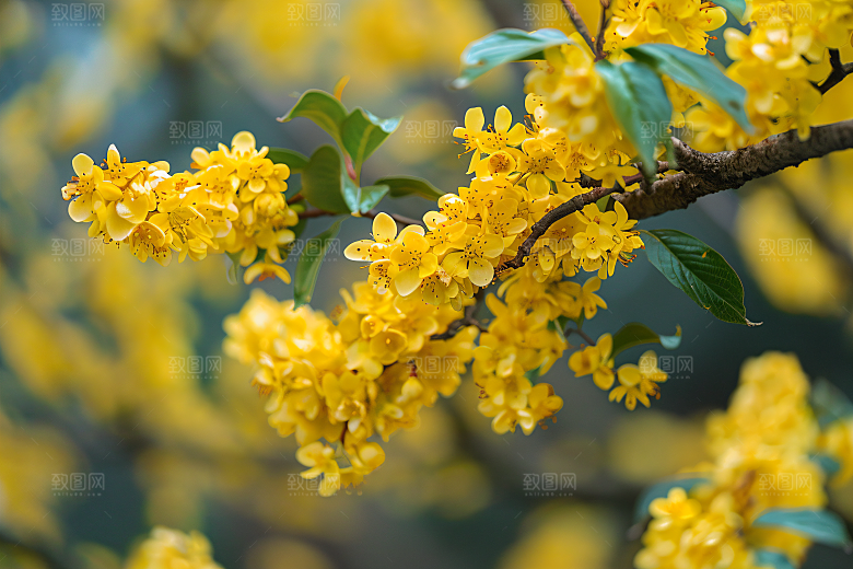 桂花自然芳香摄影图