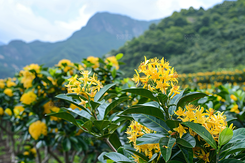 桂花唯美植物摄影图