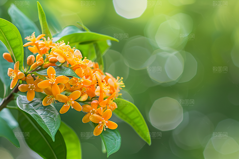桂花花卉芬芳摄影图