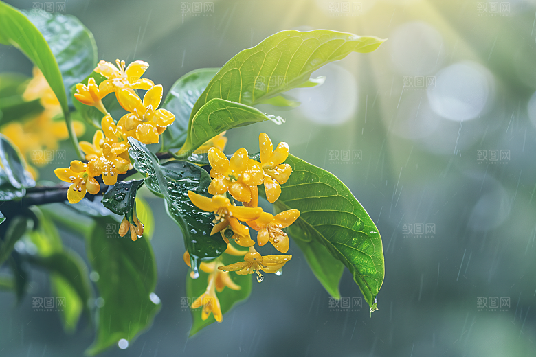 桂花清新四季桂摄影图
