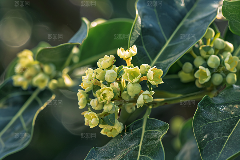 桂花芬芳植物摄影图