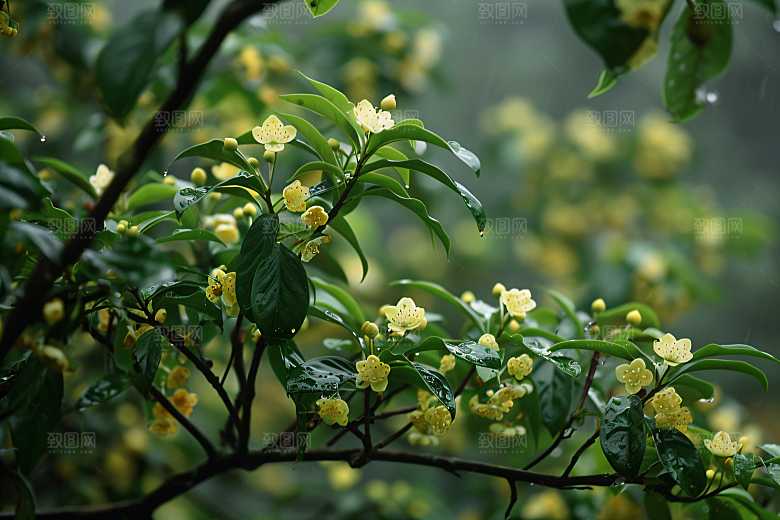 桂花唯美四季桂摄影图