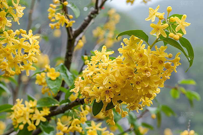 桂花自然四季桂摄影图