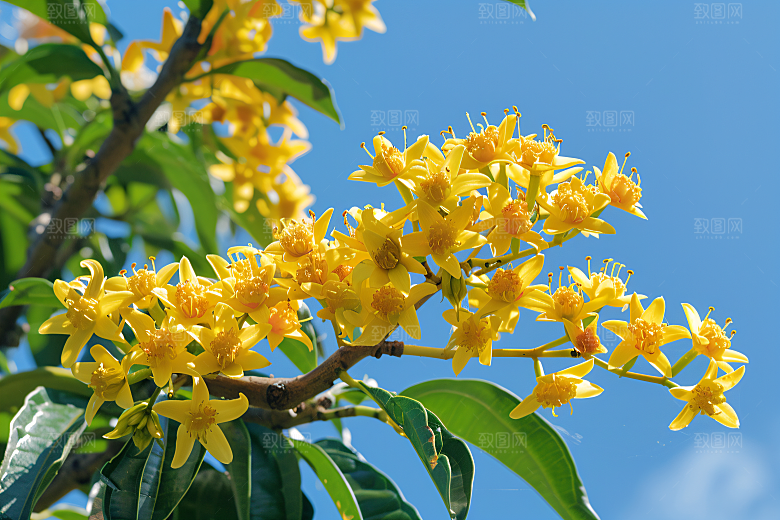 桂花四季桂唯美摄影图