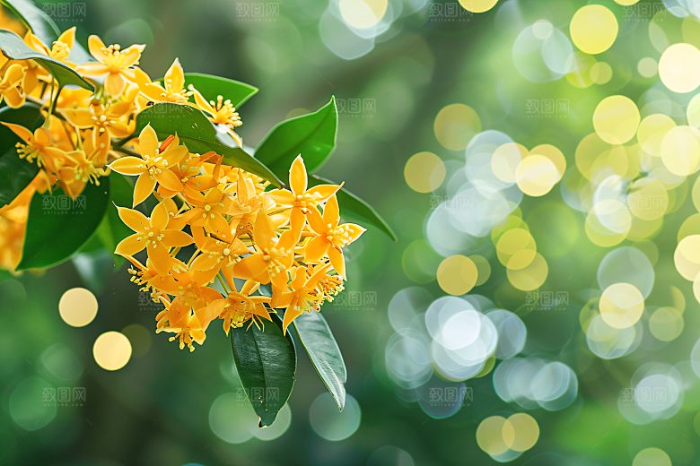桂花金桂花卉摄影图