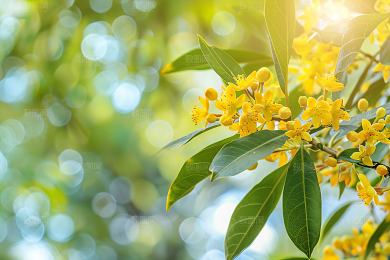 桂花芳香花卉摄影图