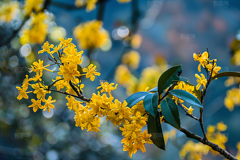 桂花秋季花朵摄影图