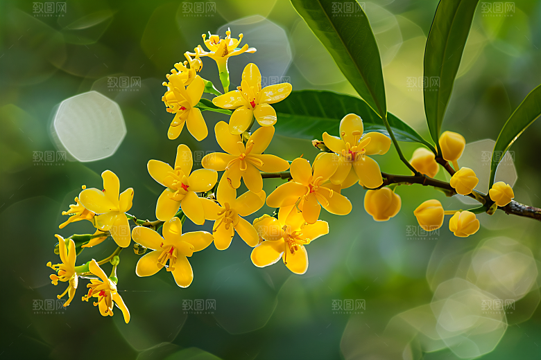 桂花芳香植物摄影图