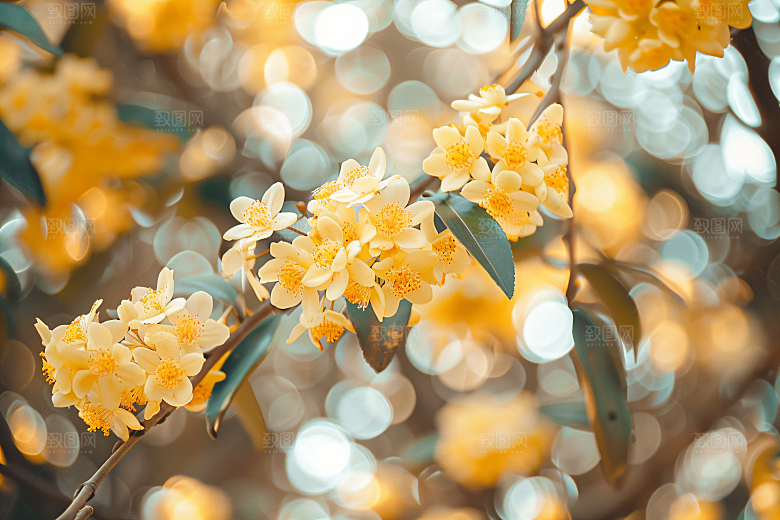 桂花高清四季桂摄影图