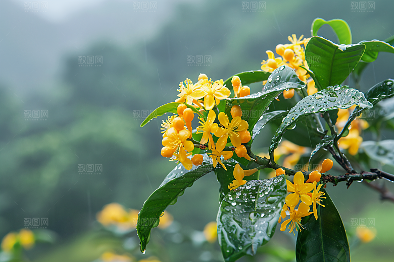 桂花自然高清摄影图