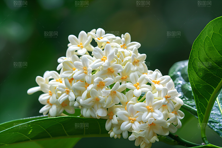 桂花自然芳香摄影图