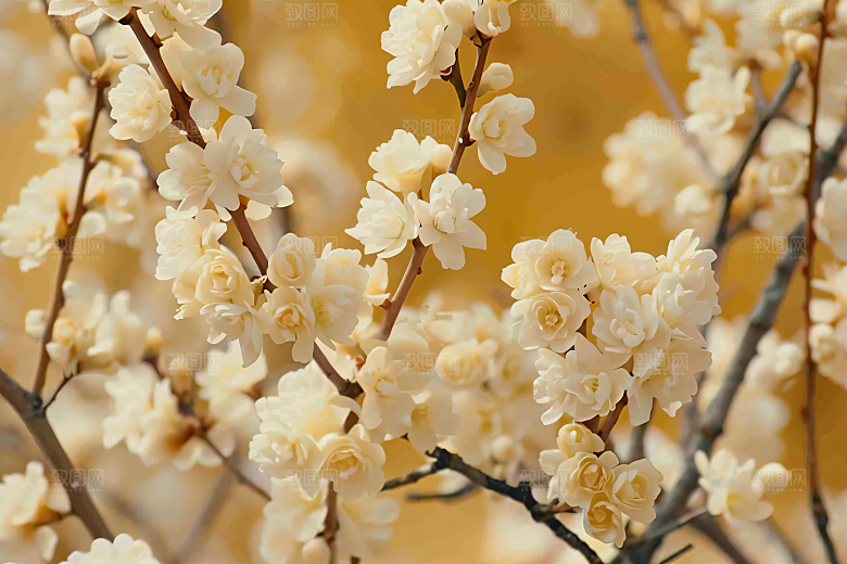 桂花金桂花朵摄影图