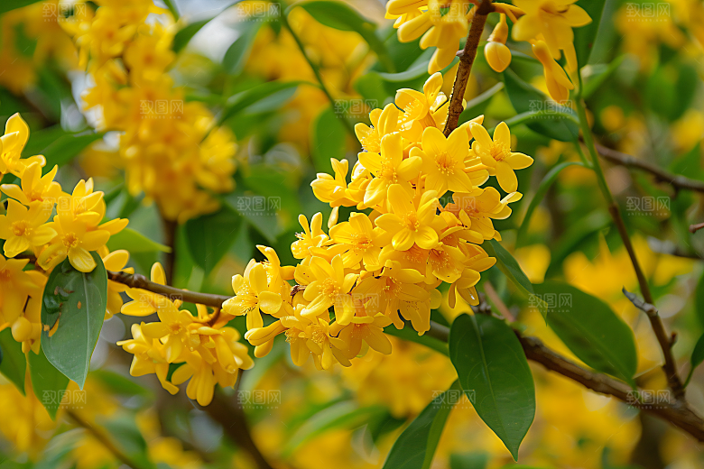 桂花四季桂花卉摄影图