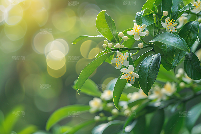 桂花金桂芬芳摄影图