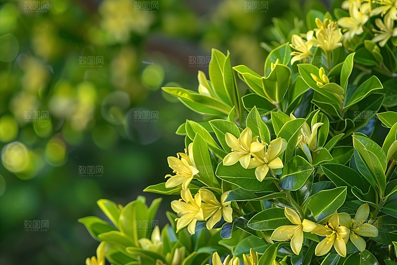 桂花花卉四季桂摄影图