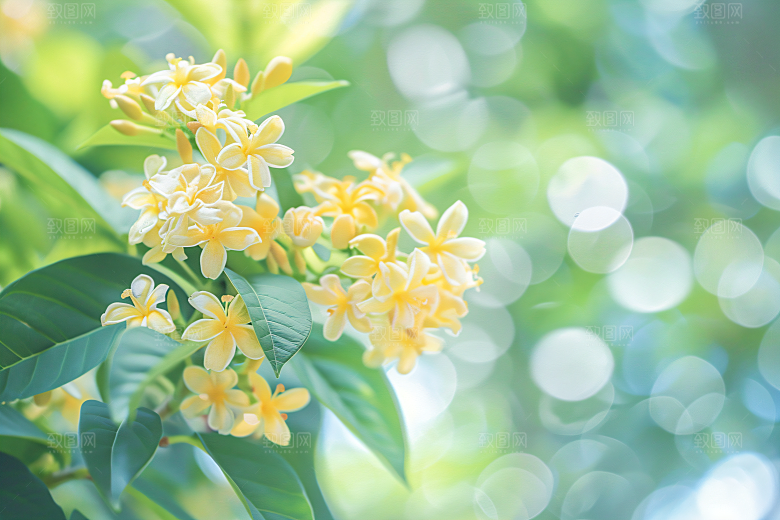 桂花芳香唯美摄影图