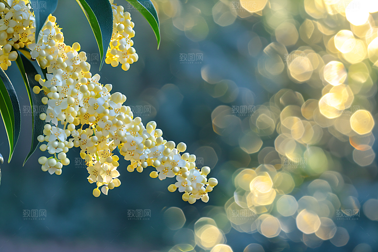 桂花唯美植物摄影图
