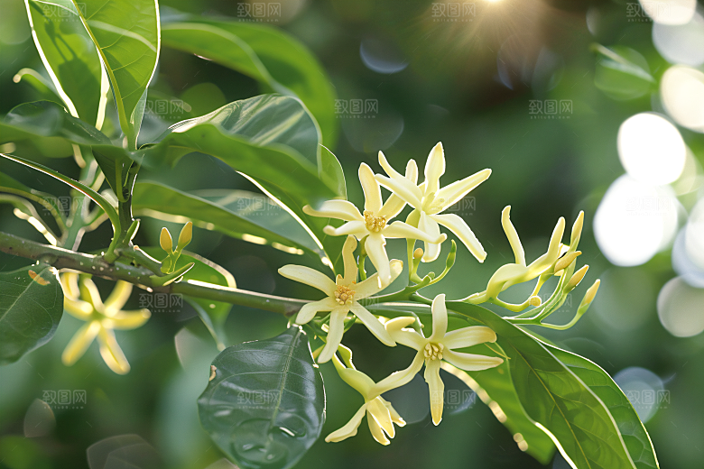 桂花芳香秋季摄影图