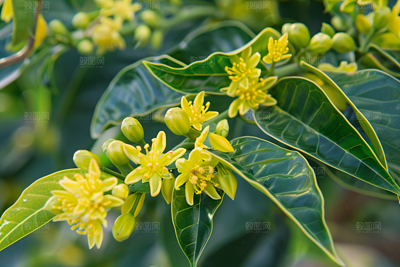 桂花花朵高清摄影图