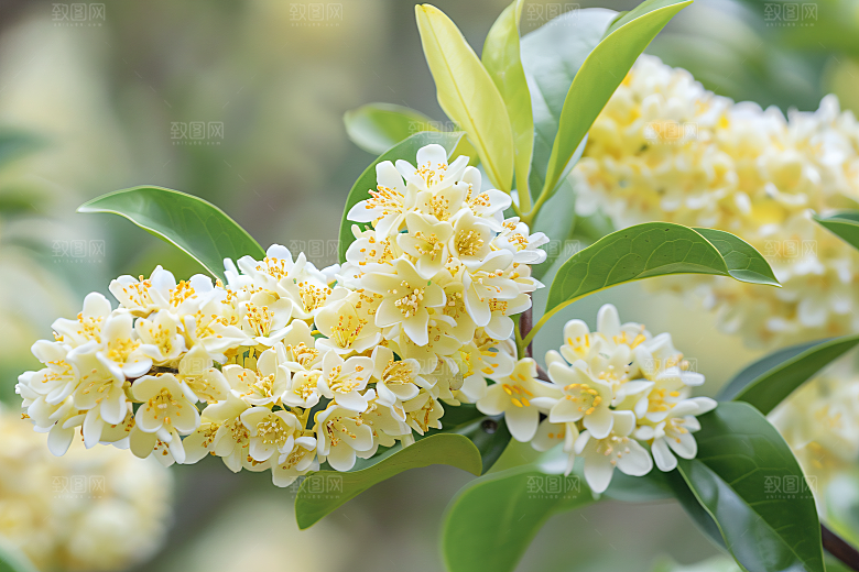 桂花芬芳清新摄影图