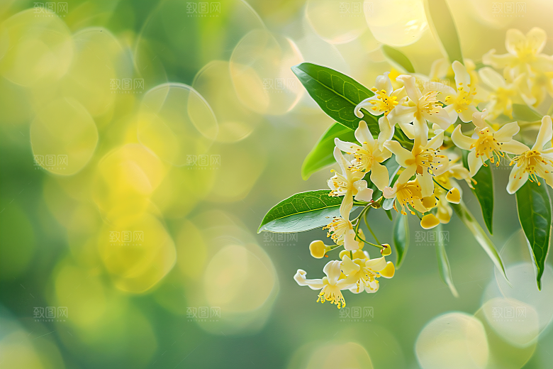 桂花四季桂花朵摄影图