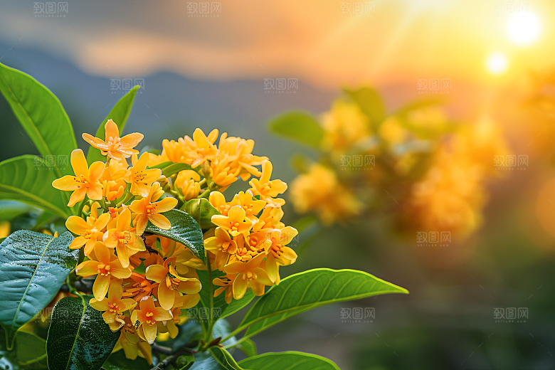 桂花芬芳初秋摄影图