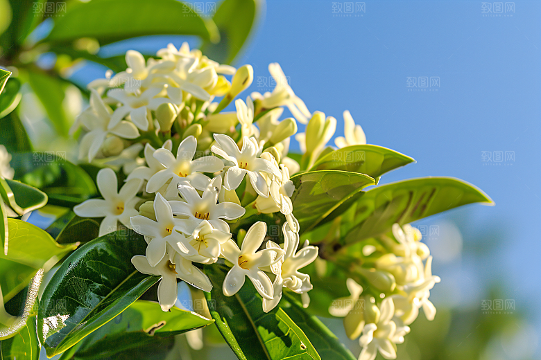 桂花花卉金桂摄影图