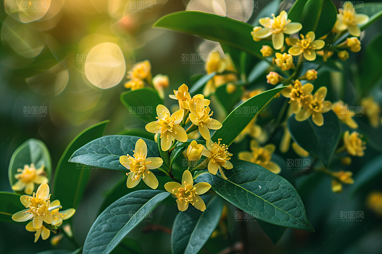 桂花芳香自然摄影图
