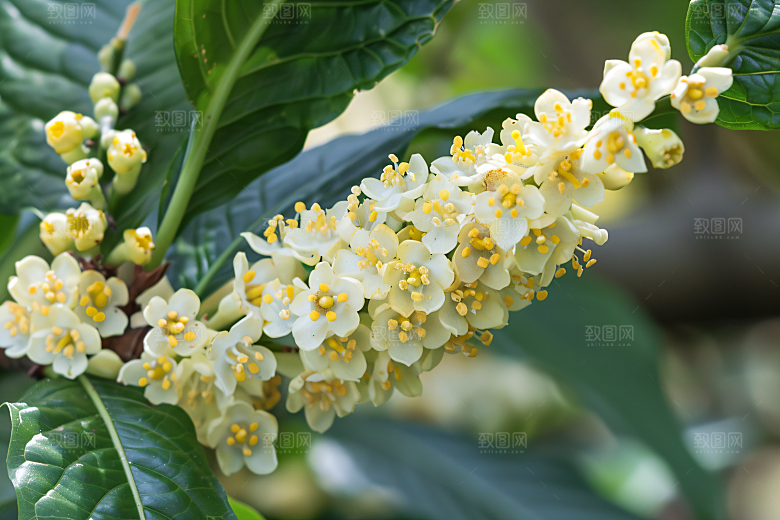 桂花秋季清新摄影图