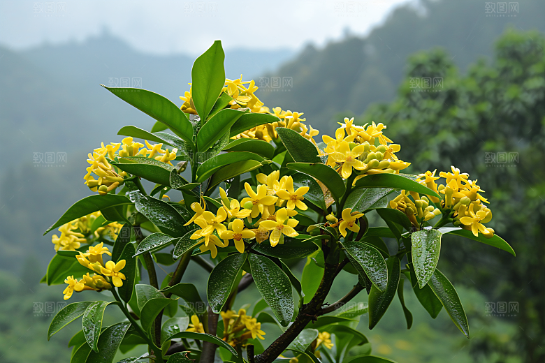 桂花金桂芳香摄影图