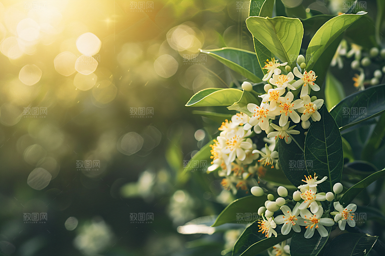 桂花花朵高清摄影图