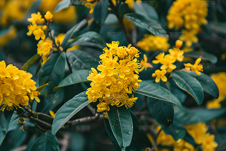 桂花花朵唯美摄影图