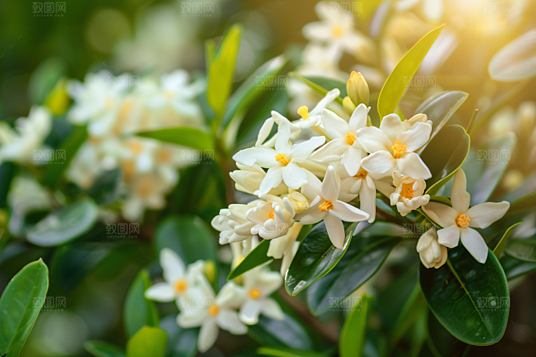 桂花花卉自然摄影图