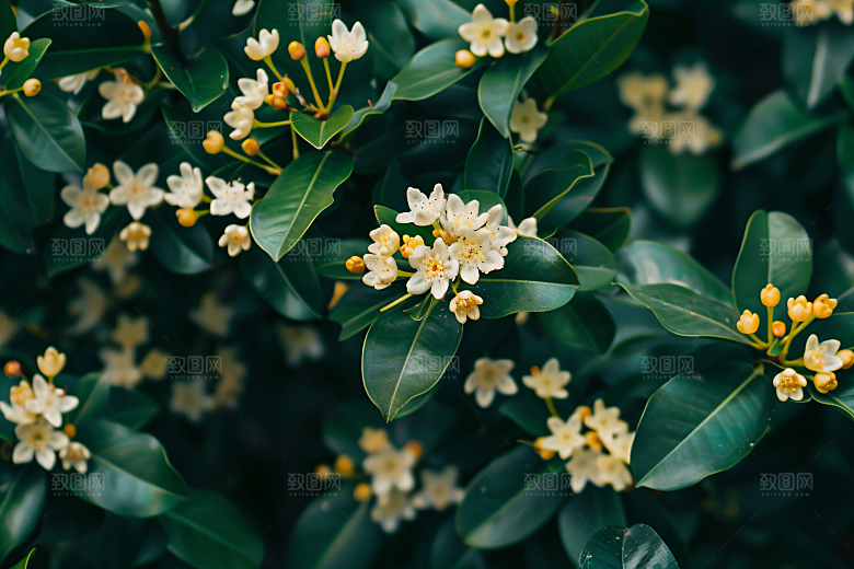 桂花四季桂金桂摄影图
