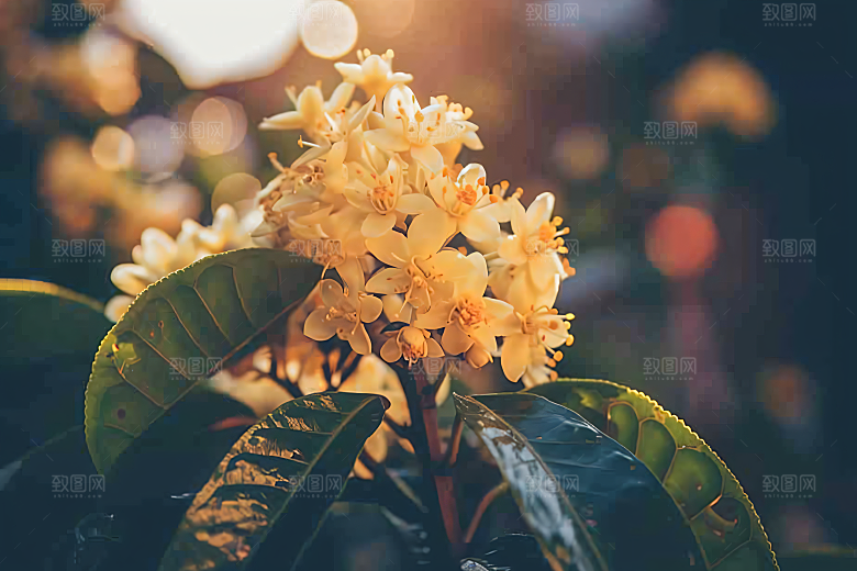 桂花树木芬芳摄影图