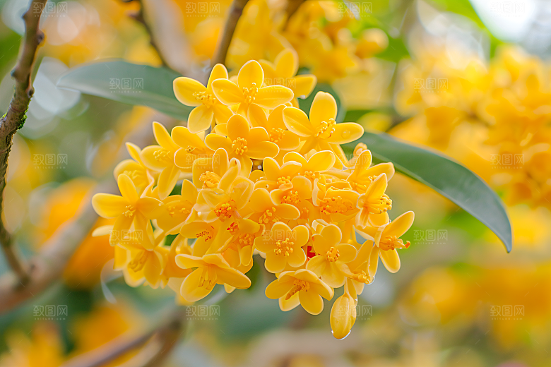 桂花四季桂花卉摄影图