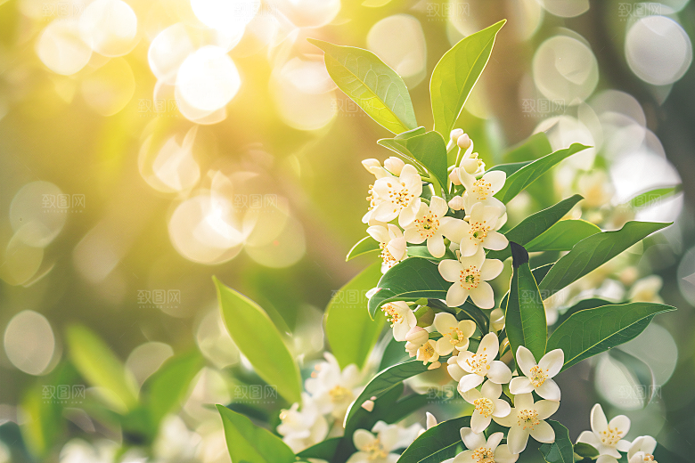 桂花花朵自然摄影图