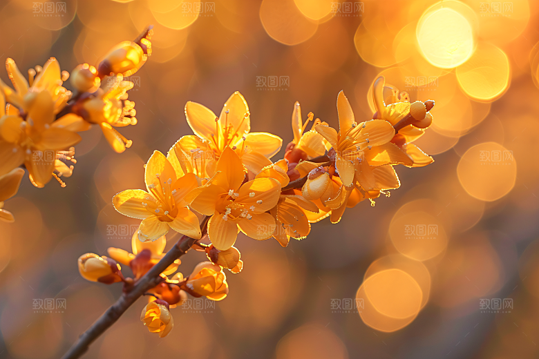 桂花树木四季桂摄影图