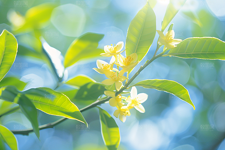 桂花秋季芳香摄影图